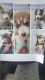 Siberian Husky Puppies for sale in Pilger, NE 68768, USA. price: NA