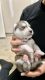 Siberian Husky Puppies for sale in Creedmoor, NC 27522, USA. price: $1,000