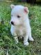 Siberian Husky Puppies for sale in Washington, DC, USA. price: $1,000