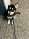 Siberian Husky Puppies for sale in New York, NY, USA. price: $1,000