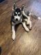 Siberian Husky Puppies for sale in Spring, TX 77379, USA. price: $550