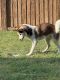 Siberian Husky Puppies for sale in Round Rock, TX, USA. price: $750