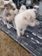 Siberian Husky Puppies for sale in Roma, TX 78584, USA. price: $200