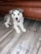 Siberian Husky Puppies for sale in Mesa, AZ, USA. price: $650