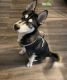 Siberian Husky Puppies for sale in Trenton, FL 32693, USA. price: $950