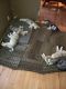 Siberian Husky Puppies for sale in Eustace, TX 75124, USA. price: NA