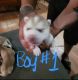 Siberian Husky Puppies for sale in Somerville, TX 77879, USA. price: $425