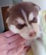 Siberian Husky Puppies for sale in Denver, CO 80012, USA. price: $750