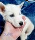 Siberian Husky Puppies for sale in Appomattox County, VA, USA. price: $1,000