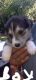 Siberian Husky Puppies for sale in 923 Nature Dr, Duncanville, TX 75116, USA. price: $75
