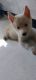 Siberian Husky Puppies for sale in Parshi Wadi Rd, Daulat Nagar, Thane East, Thane, Maharashtra 400603, India. price: 25000 INR