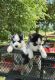 Siberian Husky Puppies for sale in Seminary, MS 39479, USA. price: NA