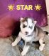 Siberian Husky Puppies for sale in Atascocita, TX 77346, USA. price: $550