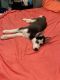 Siberian Husky Puppies for sale in Mt Laurel Township, NJ 08054, USA. price: $1,800