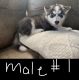 Siberian Husky Puppies for sale in West, TX 76691, USA. price: $600