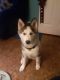 Siberian Husky Puppies for sale in Alliance, OH 44601, USA. price: NA