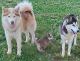 Siberian Husky Puppies for sale in Winston-Salem, NC, USA. price: $1,100