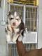 Siberian Husky Puppies for sale in Mumbai, Maharashtra, India. price: 42000 INR