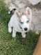 Siberian Husky Puppies for sale in Monterey County, CA, USA. price: NA