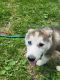 Siberian Husky Puppies for sale in Lima, OH, USA. price: $650