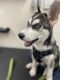Siberian Husky Puppies for sale in Bronx, NY, USA. price: $2,500