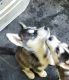 Siberian Husky Puppies for sale in Mechanicsville, VA 23111, USA. price: $1,050