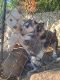 Siberian Husky Puppies for sale in St Paul, MN, USA. price: $900
