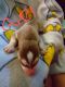 Siberian Husky Puppies for sale in Batesville, AR 72501, USA. price: $600