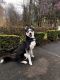 Siberian Husky Puppies for sale in Bellevue, WA, USA. price: NA
