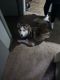 Siberian Husky Puppies for sale in Newport News, VA 23602, USA. price: $450