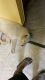 Siberian Husky Puppies for sale in Palam Vihar, Gurugram, Haryana 122017, India. price: 30000 INR