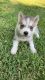 Siberian Husky Puppies for sale in Brunswick, GA, USA. price: $650