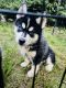 Siberian Husky Puppies for sale in Westbury, NY, USA. price: $1,800