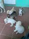 Siberian Husky Puppies for sale in McAllen, TX, USA. price: $600