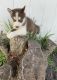 Siberian Husky Puppies for sale in Lakeside Dr, Kissimmee, FL, USA. price: $1,800