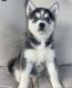 Siberian Husky Puppies for sale in Seattle, WA 98121, USA. price: $1,009
