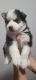 Siberian Husky Puppies for sale in Highland County, OH, USA. price: NA