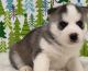 Siberian Husky Puppies for sale in Austin, TX, USA. price: $500