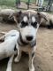 Siberian Husky Puppies for sale in Riverside, CA, USA. price: $200
