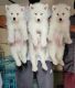 Siberian Husky Puppies for sale in Connaught Place, New Delhi, Delhi 110001, India. price: 25000 INR