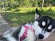 Siberian Husky Puppies for sale in Kingston, PA 18704, USA. price: $3,000