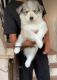 Siberian Husky Puppies for sale in Kandivali, Kandivali East, Mumbai, Maharashtra, India. price: 80000 INR