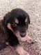 Siberian Husky Puppies for sale in Youngstown, OH, USA. price: NA