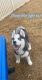 Siberian Husky Puppies for sale in Pearland, TX, USA. price: $3,000