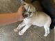 Siberian Husky Puppies for sale in Garland, TX, USA. price: $350