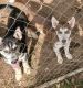 Siberian Husky Puppies for sale in Pacolet, SC 29372, USA. price: $300