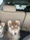 Siberian Husky Puppies for sale in S Main St, South Bound Brook, NJ, USA. price: NA