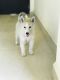 Siberian Husky Puppies for sale in Scheme No 51, Indore, Madhya Pradesh 452006, India. price: 16000 INR