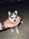 Siberian Husky Puppies for sale in Jaipur, Rajasthan, India. price: 50000 INR