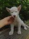 Siberian Husky Puppies for sale in New Bern, NC, USA. price: $40,000